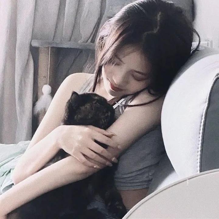 没人瞭波斯猫